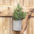 Mugo Pine Pick FXD26193B By CWI Gifts