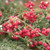 Sparkling Red Berries & Mixed Greens Garland 5Ft F48152R By CWI Gifts
