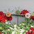 Wooden Button Flower Houseplant Poke 3 Assorted G37825 By CWI Gifts