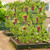 A Frame Garden Cucumber Trellis With Netting For Climbing Plants Outdoor Black Gt4171Bk By Cw