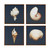 Madison Park Ocean Seashells Framed Canvas 4 Piece Set Mp95C 0062 By Olliix