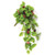 Fresh Raspberries Hanging Bush 22 Fls142501 By Cwi Gifts