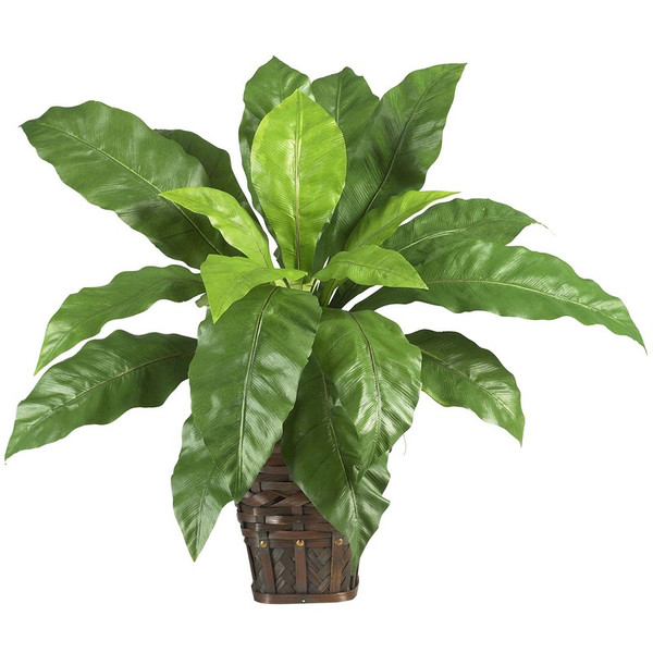 Birdsnest Fern W Wicker Basket 6530 By Nearly Natural