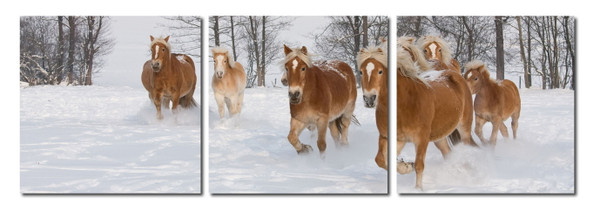 Baxton Studio Horse Herd Mounted Photography Print Triptych Vc 2050Abc By Wholesale Interiors
