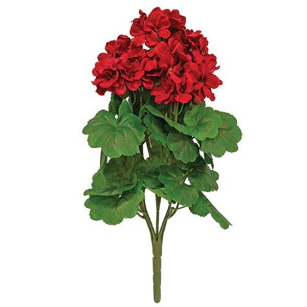 Cwi F2518840 Geranium Bush 17