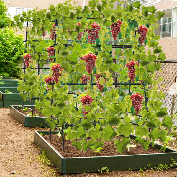 A Frame Garden Cucumber Trellis With Netting For Climbing Plants Outdoor Black Gt4171Bk By Cw