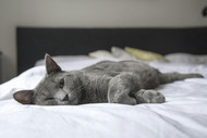 The Secret to a Purrfect Night's Sleep: How Cat Window Beds Promote Healthy Napping