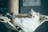 Unlock Your Cat's Inner Zen: Creating the Ultimate Relaxation Haven