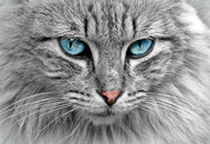 Beyond Black and White: Demystifying Cat Vision and Color Perception