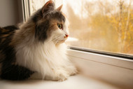 Windows to the World: Unleashing Your Indoor Cat's Inner Explorer with Window Beds