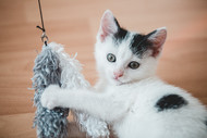 Building a Cat Oasis: Creating the Perfect Indoor Playground for Your Feline Friend