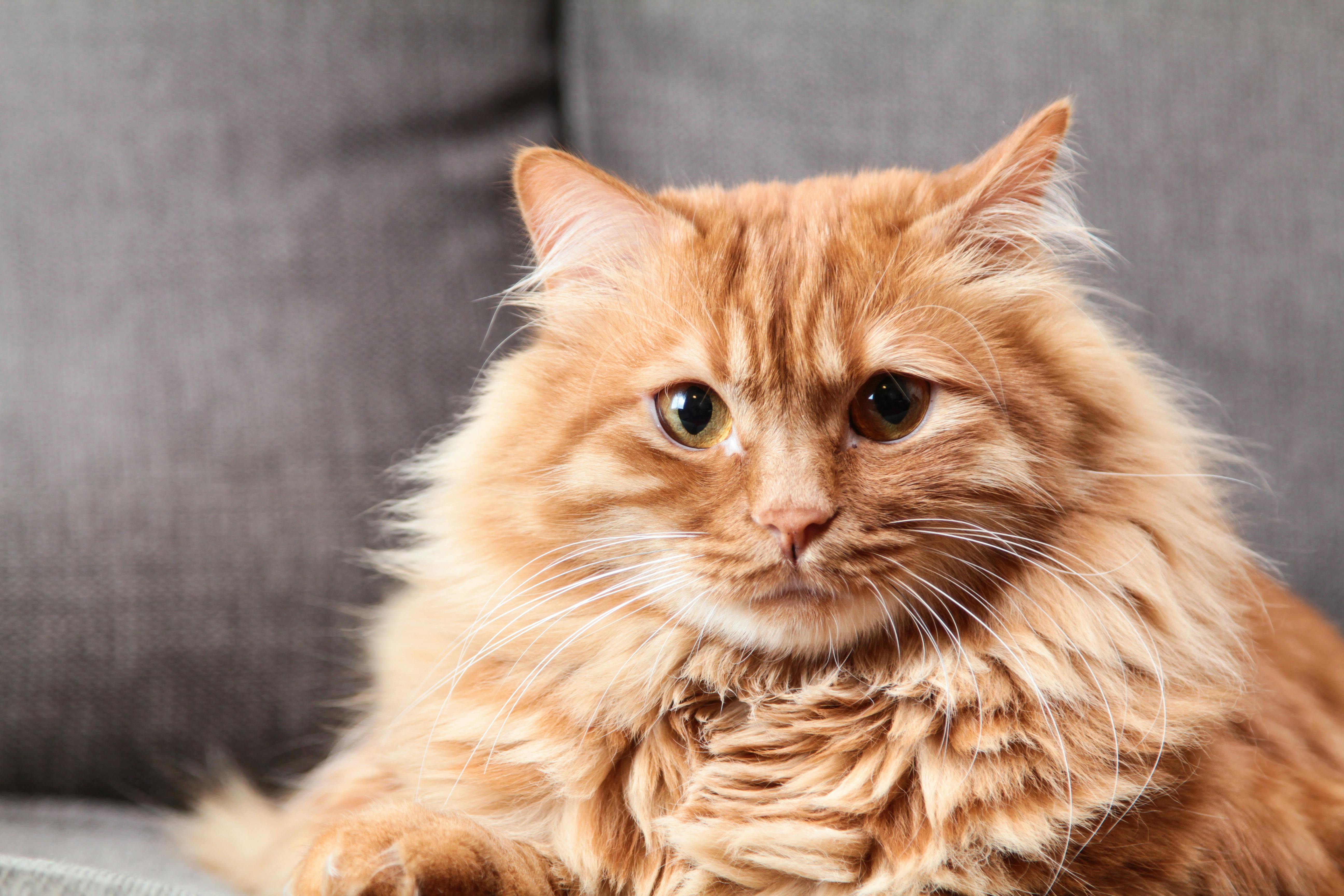 Life Hacks for Cat Owners: Conquering Common Feline Challenges