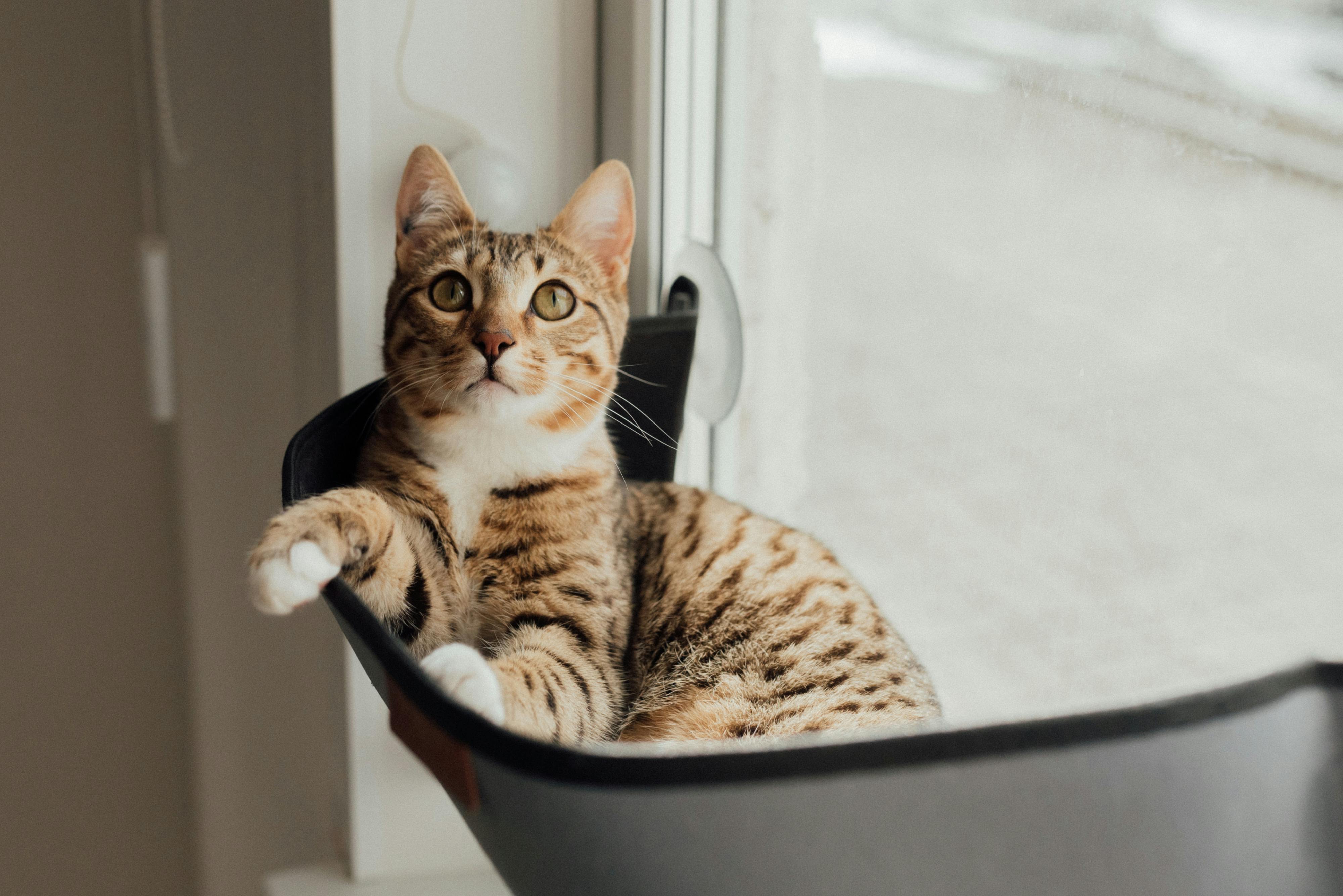 The Purrfect Place to Perch: Benefits of a Cat Window Bed