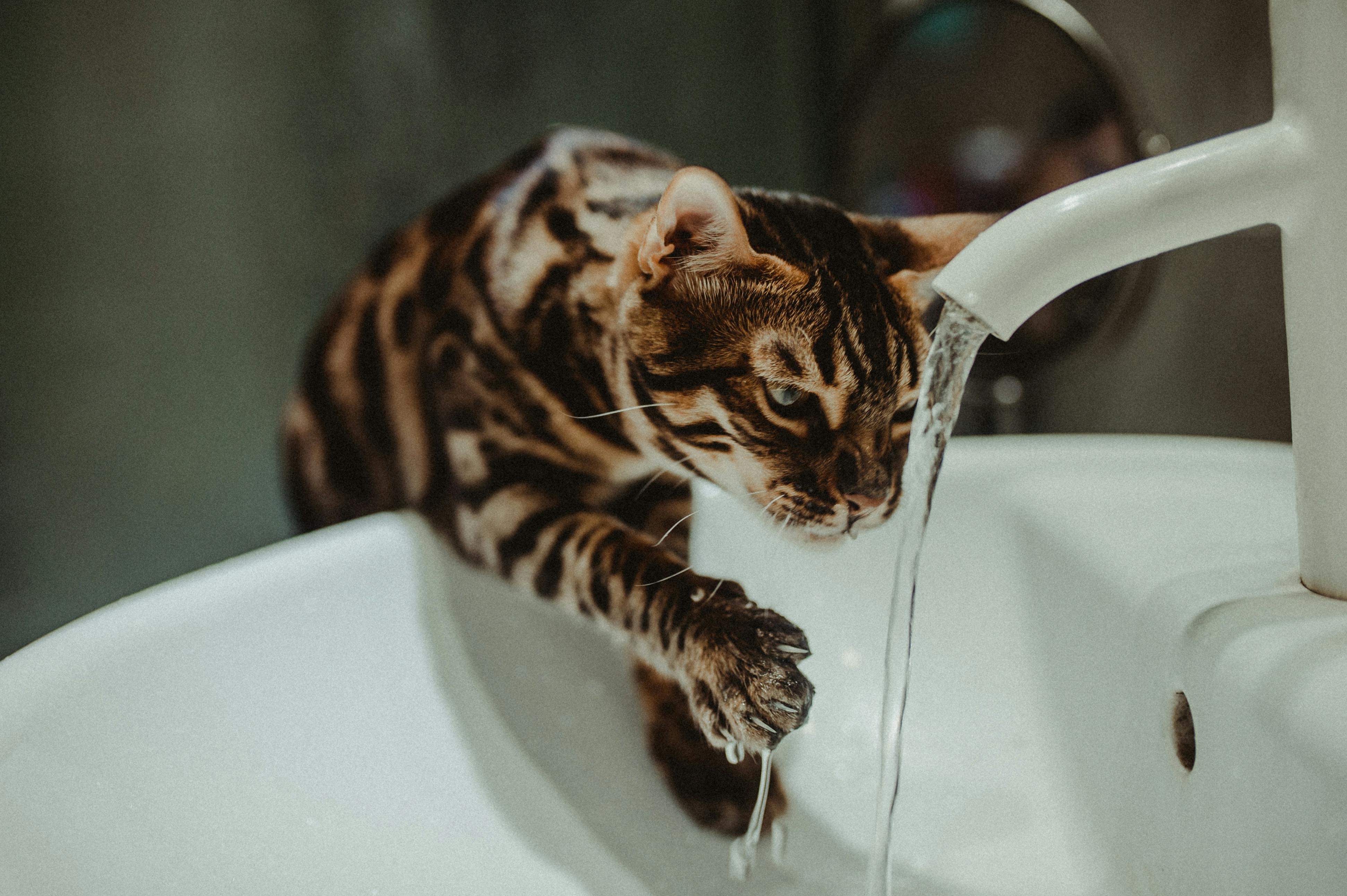 Feline Fascination with Running Water: Unveiling the Mystery