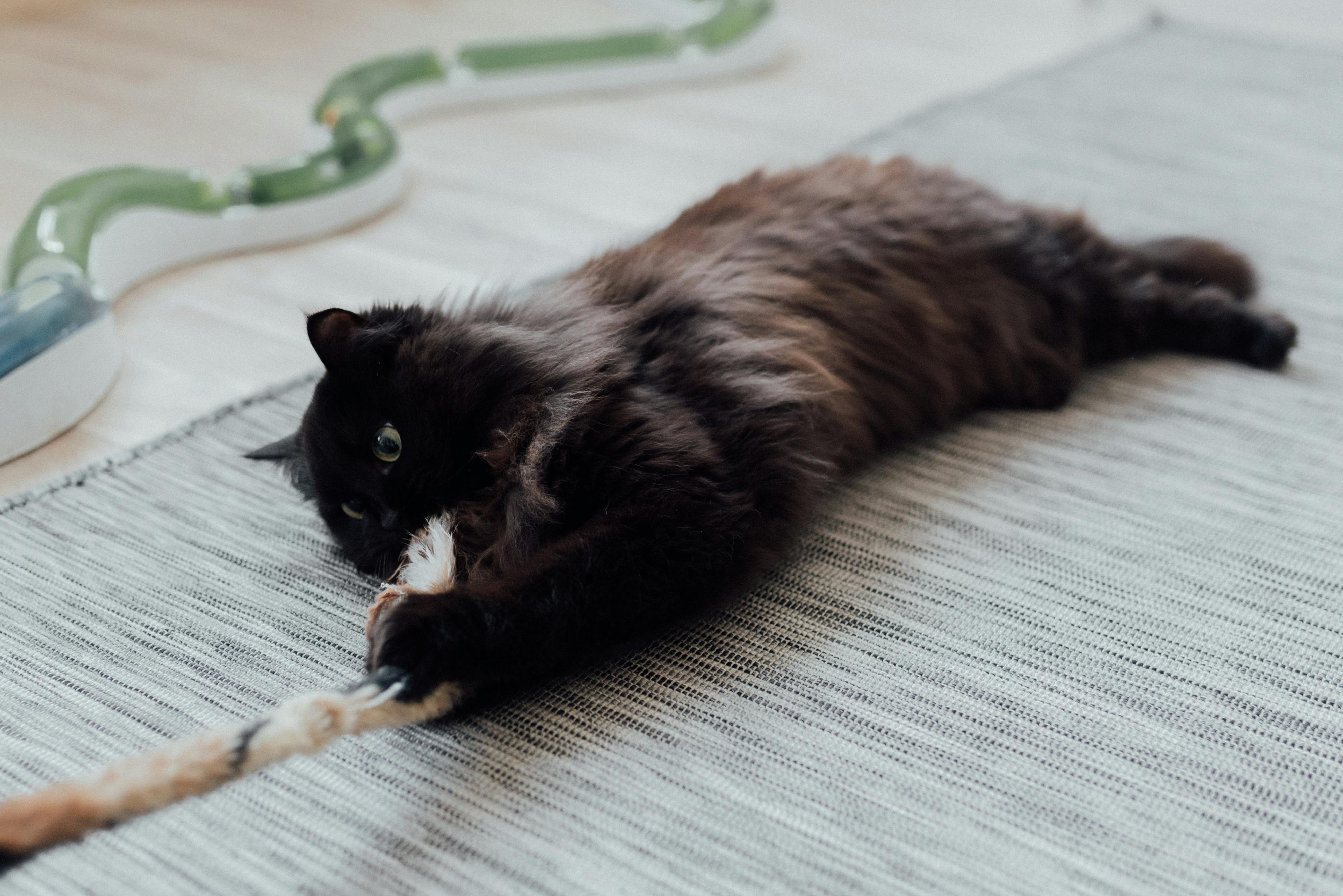 Feline Fitness Fun: Unleashing Your Indoor Cat's Inner Athlete