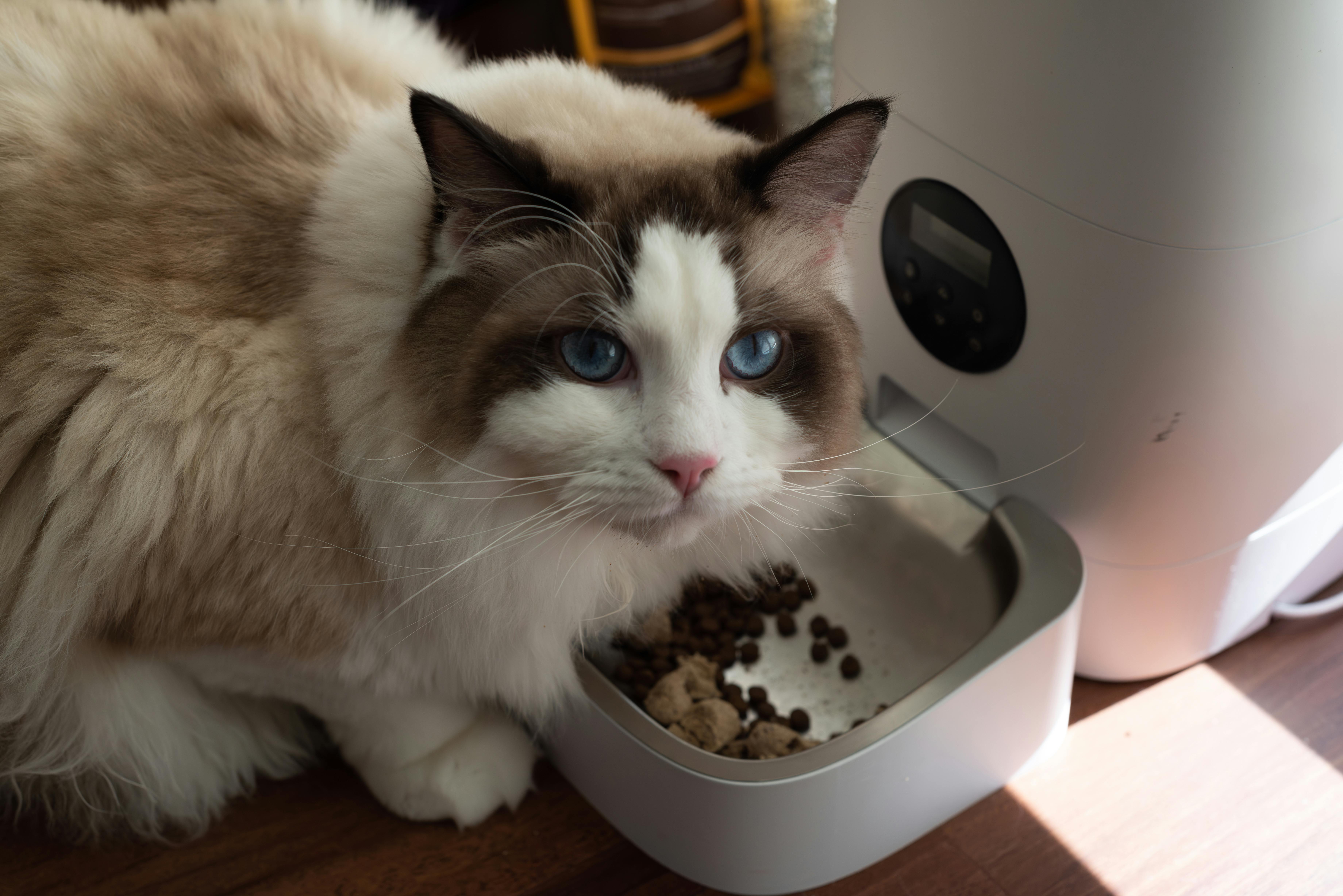 Taste the Rainbow? Not Quite – Exploring Feline Taste Preferences