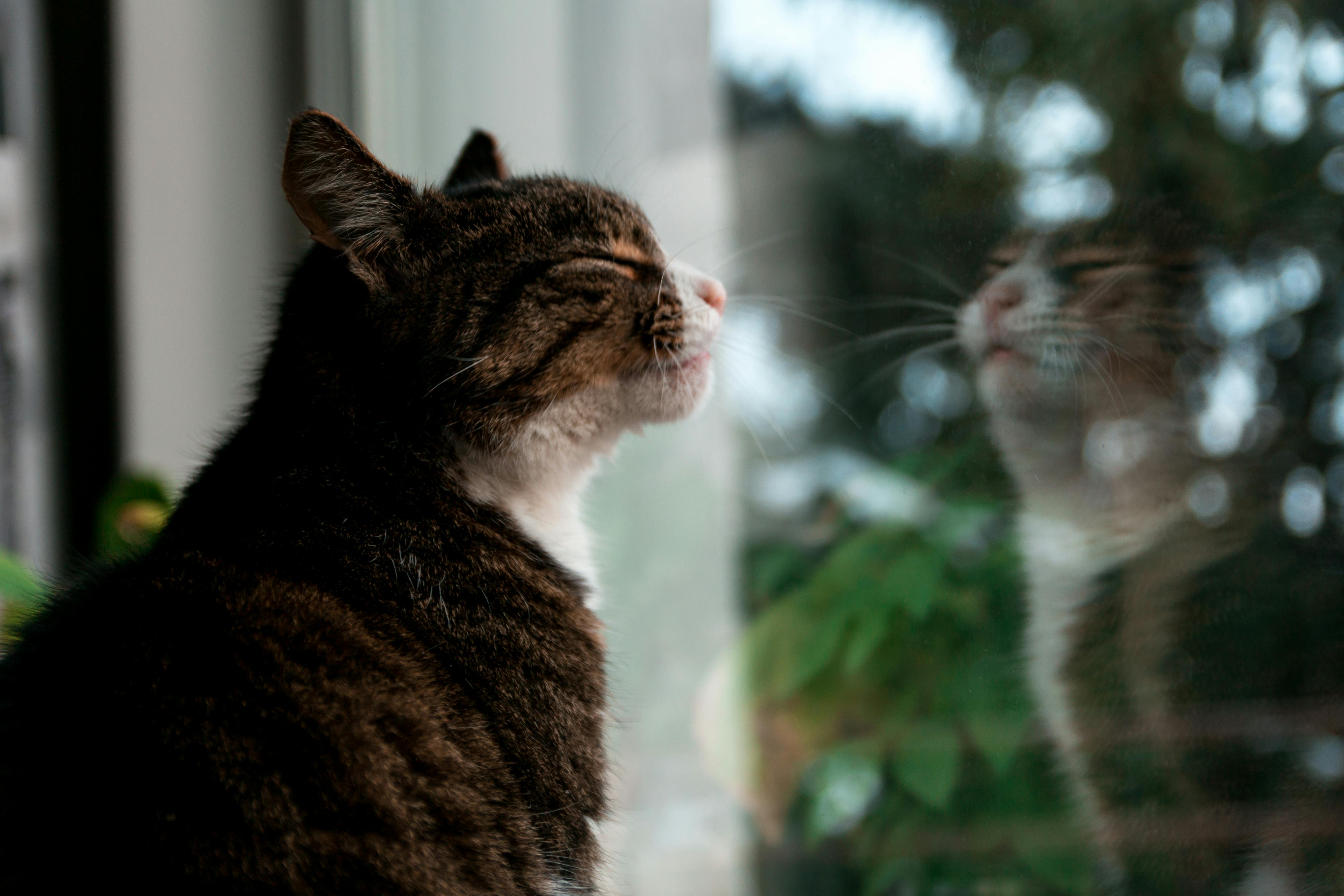 Top 10 Benefits of Using a Luxury Cat Window Bed: Upgrade Your Cat's Life