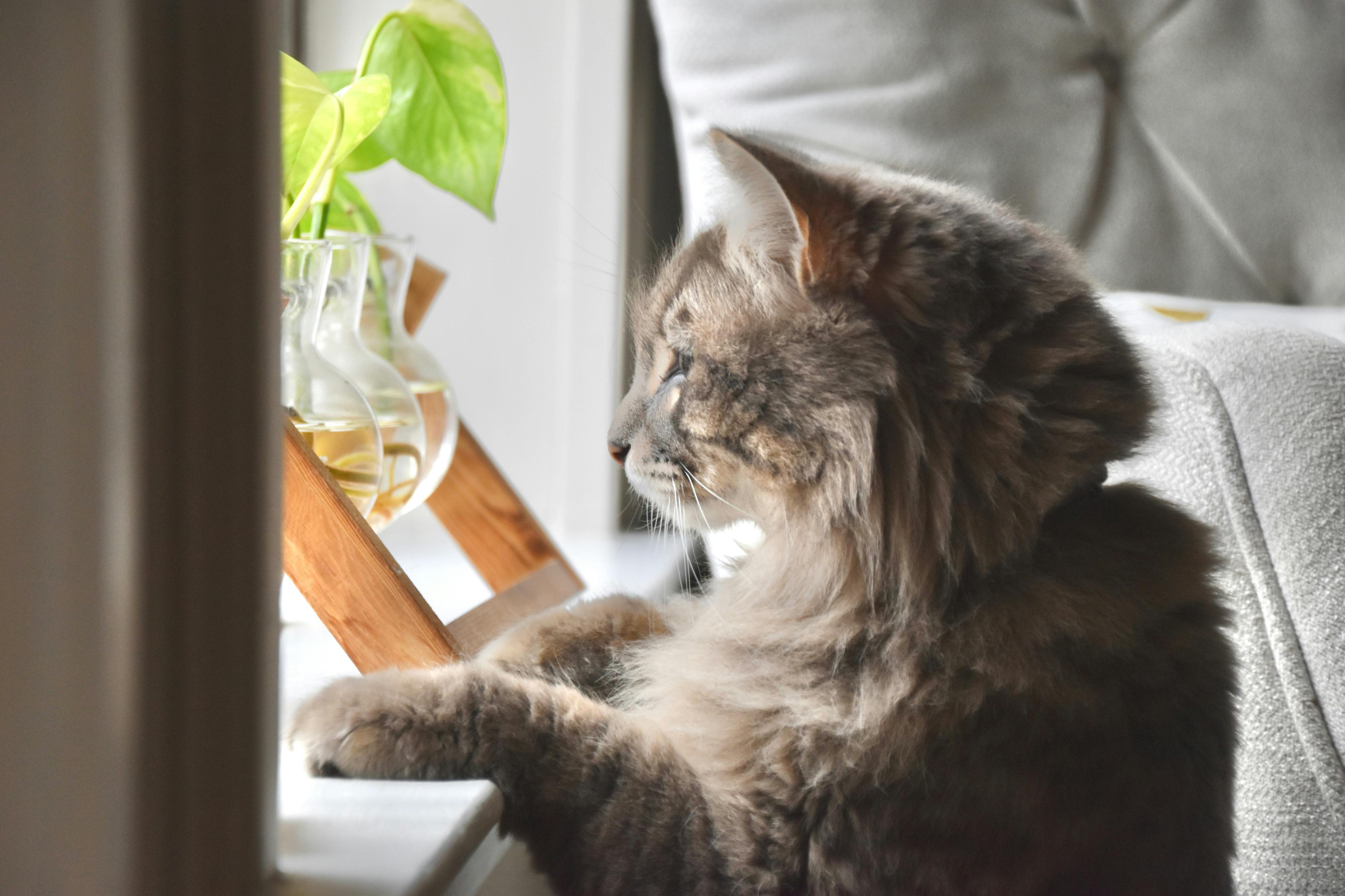 Sunlight & Kitty Health: Why Your Cat Craves a Window Seat (and Needs a Wally Jack)