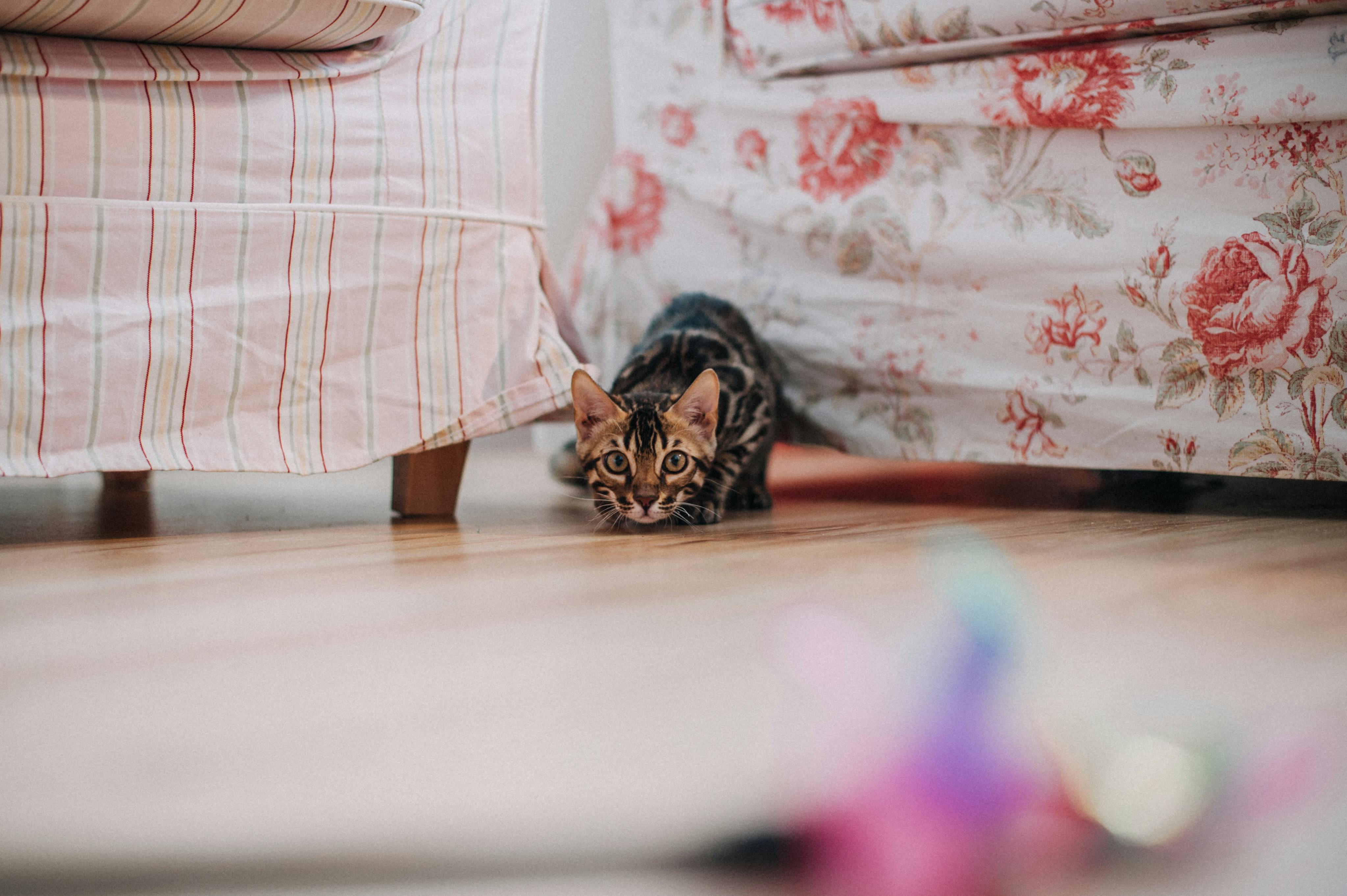 Purrfectly Playful: Fun Games to Bond with Your Cat