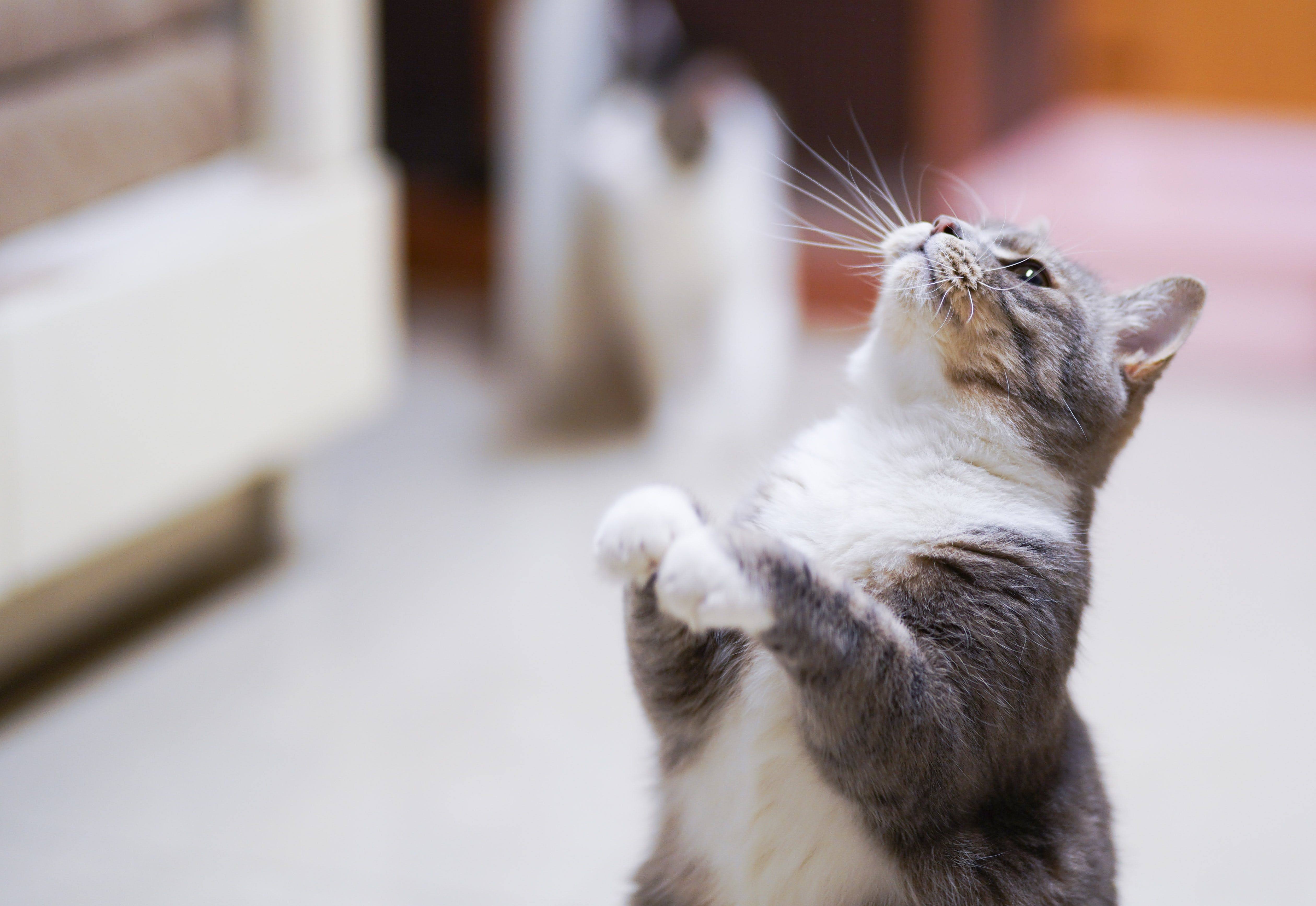 Clicker Training 101 for Cats: Unlock Your Feline's Inner Genius