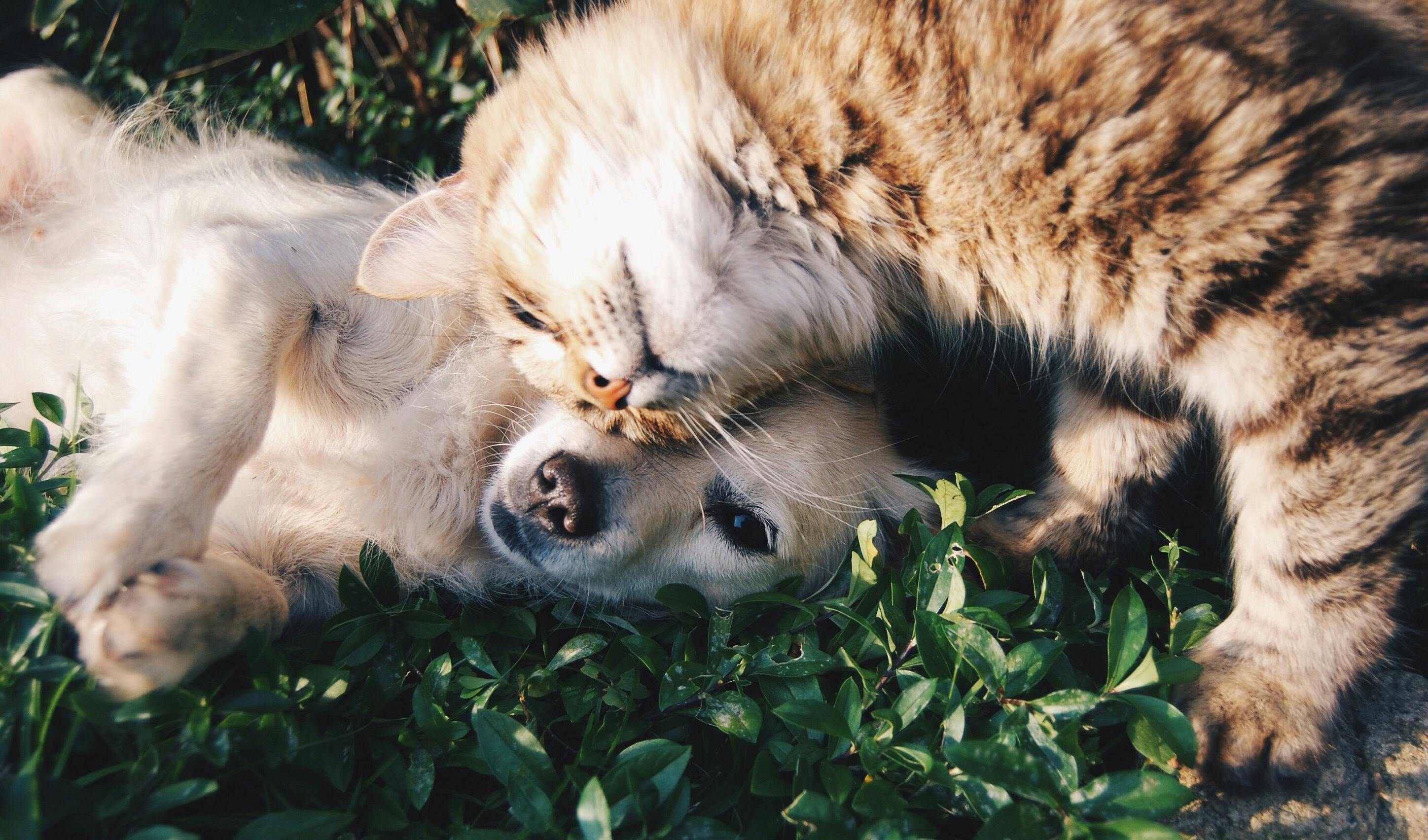 Feline Friends and Foes: Exploring Cat Relationships with Other Animals