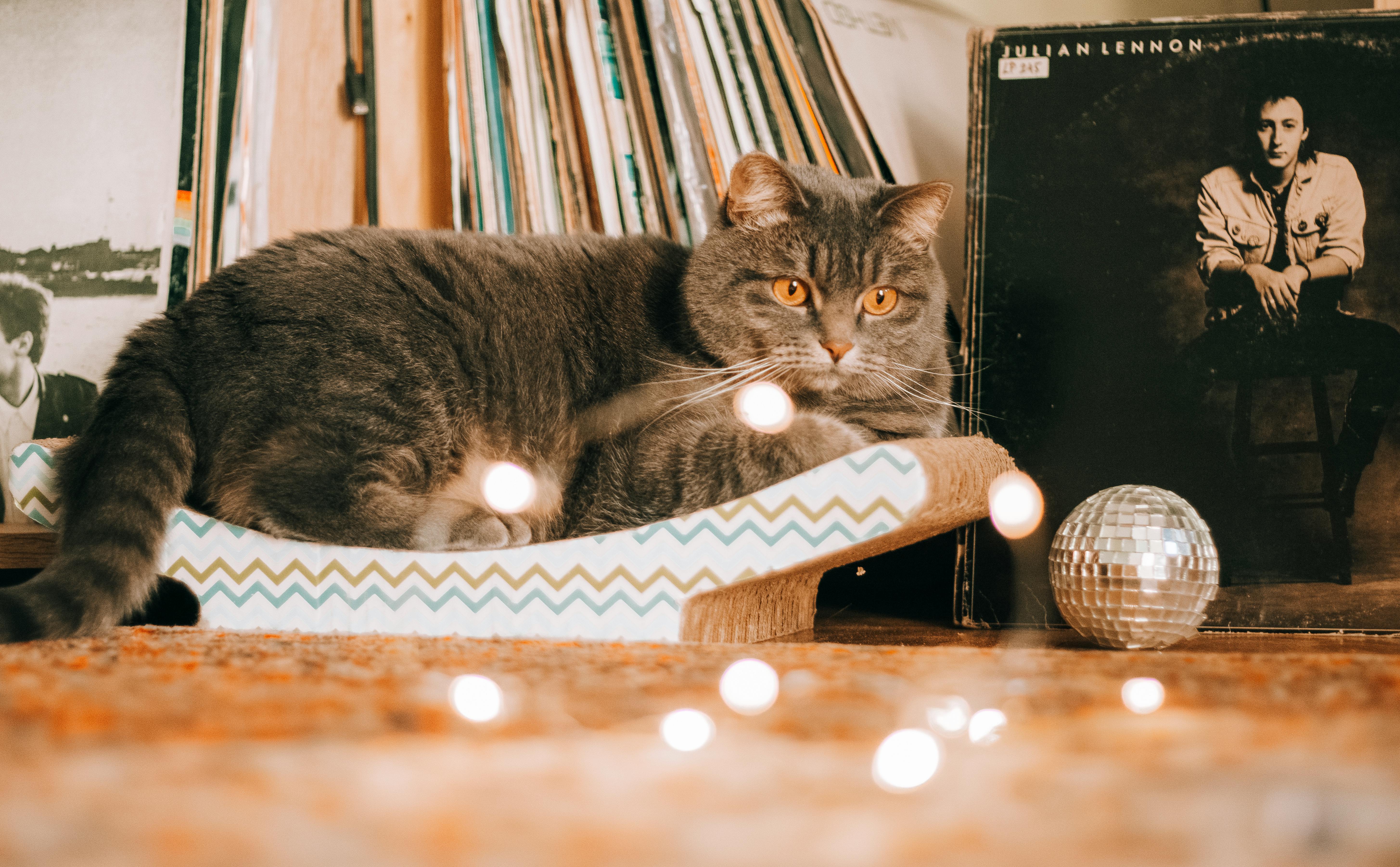 The Pawsitive Power of Music: How Does Music Affect Feline Behavior?