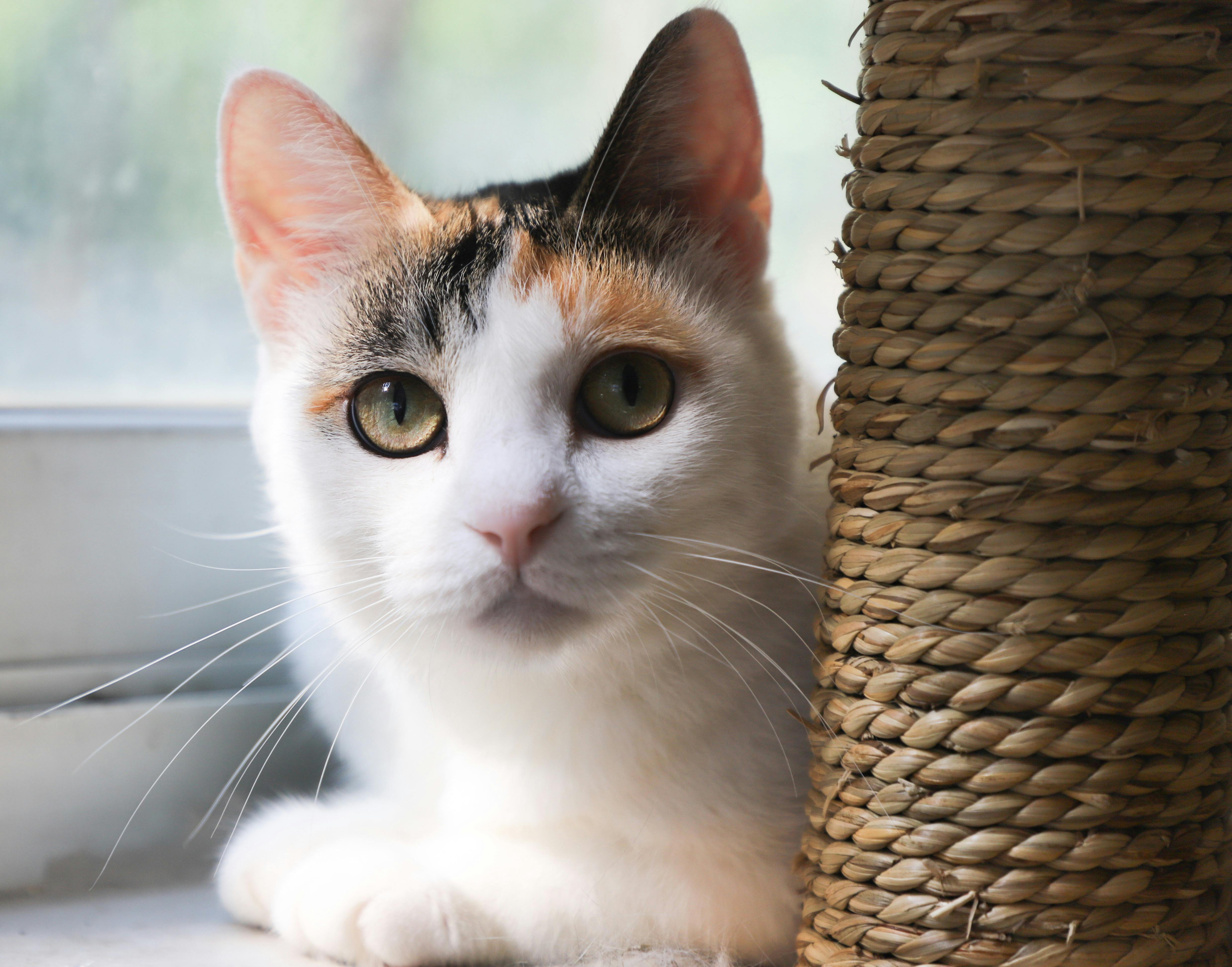 Choosing the Purrfect Cat Litter: A Comprehensive Guide for Happy Cats and Clean Homes