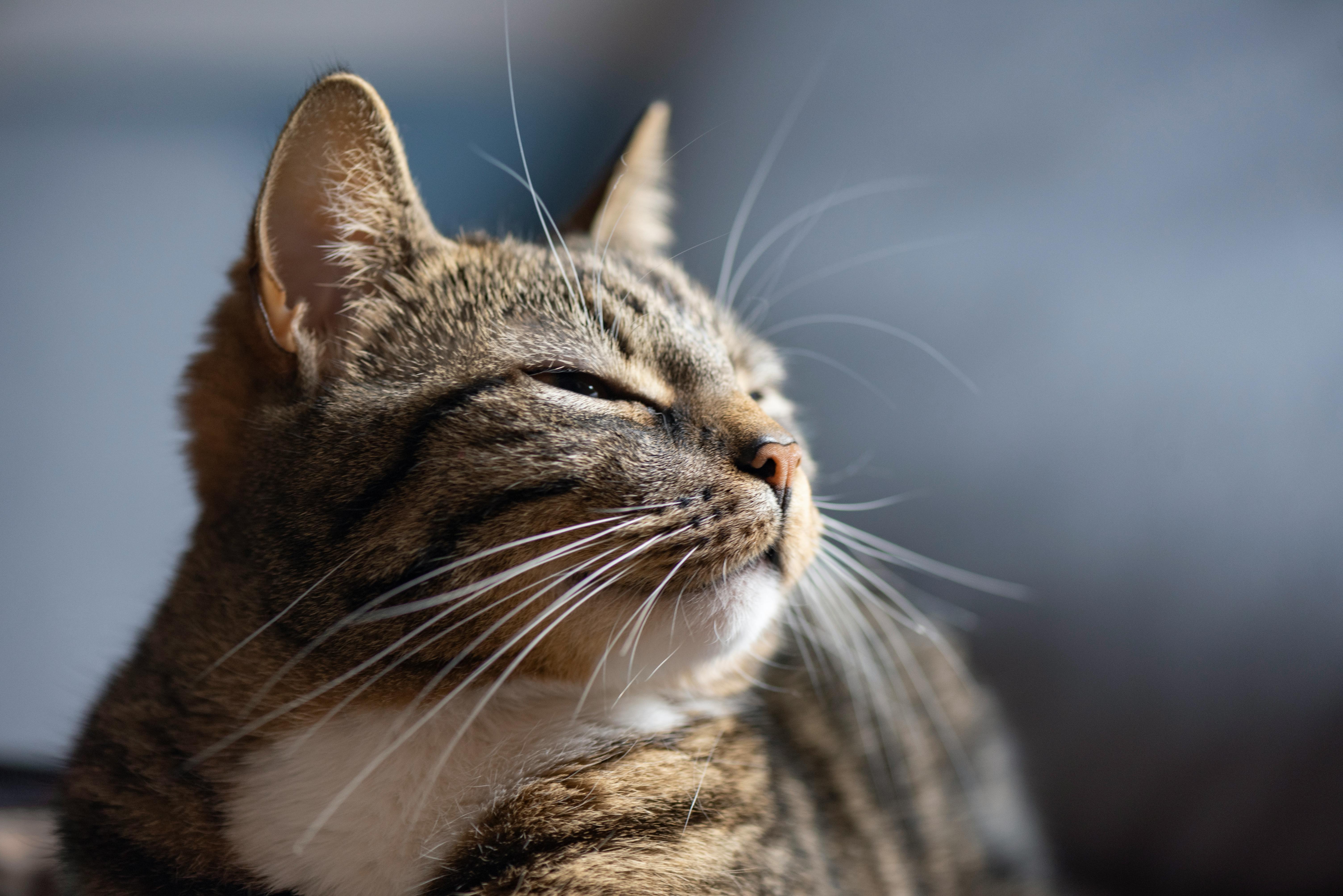 Beyond Whiskers: The Tactile World of Cats