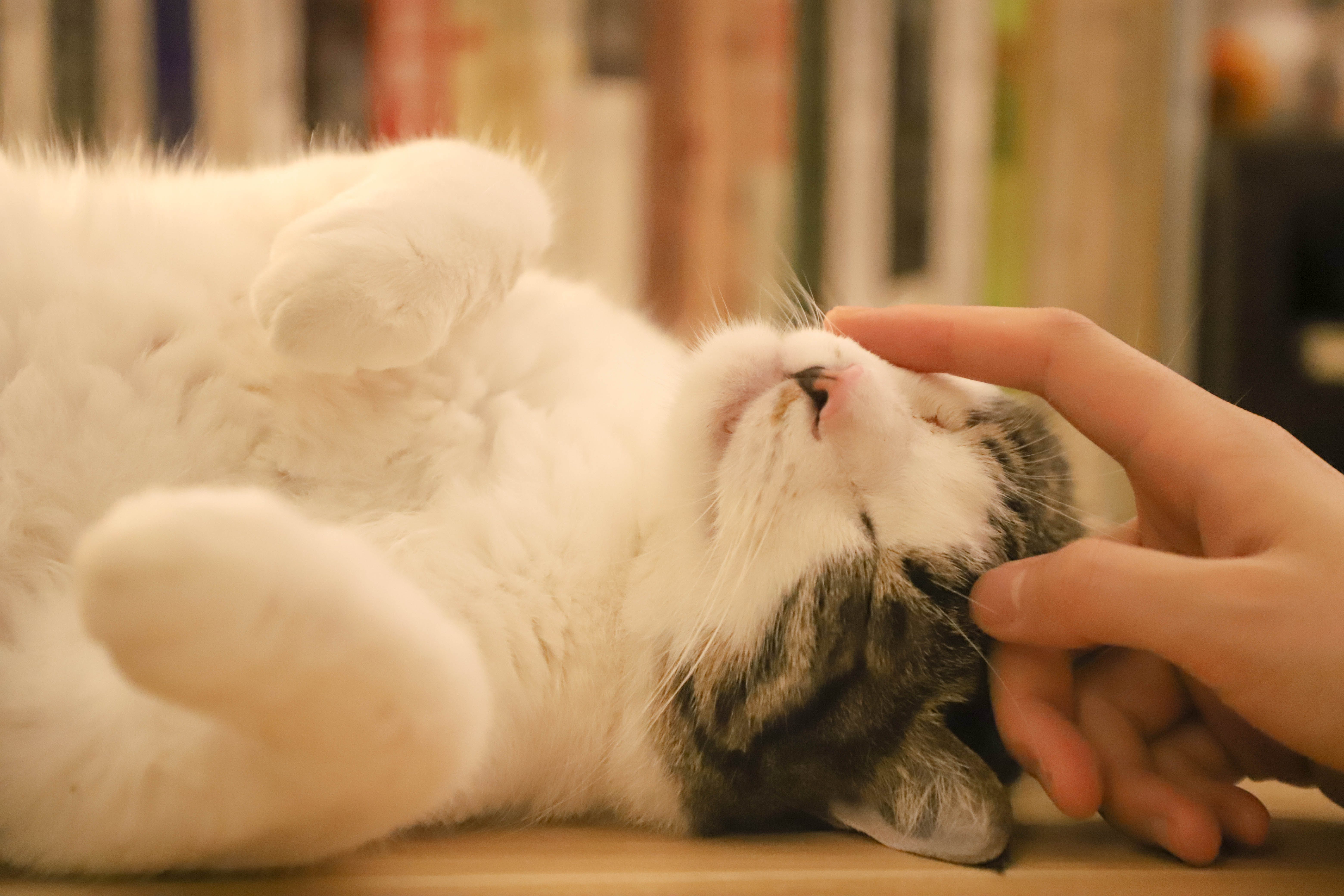 Unleash the Purrfect Bond: How to Deepen Your Connection with Your Feline Friend