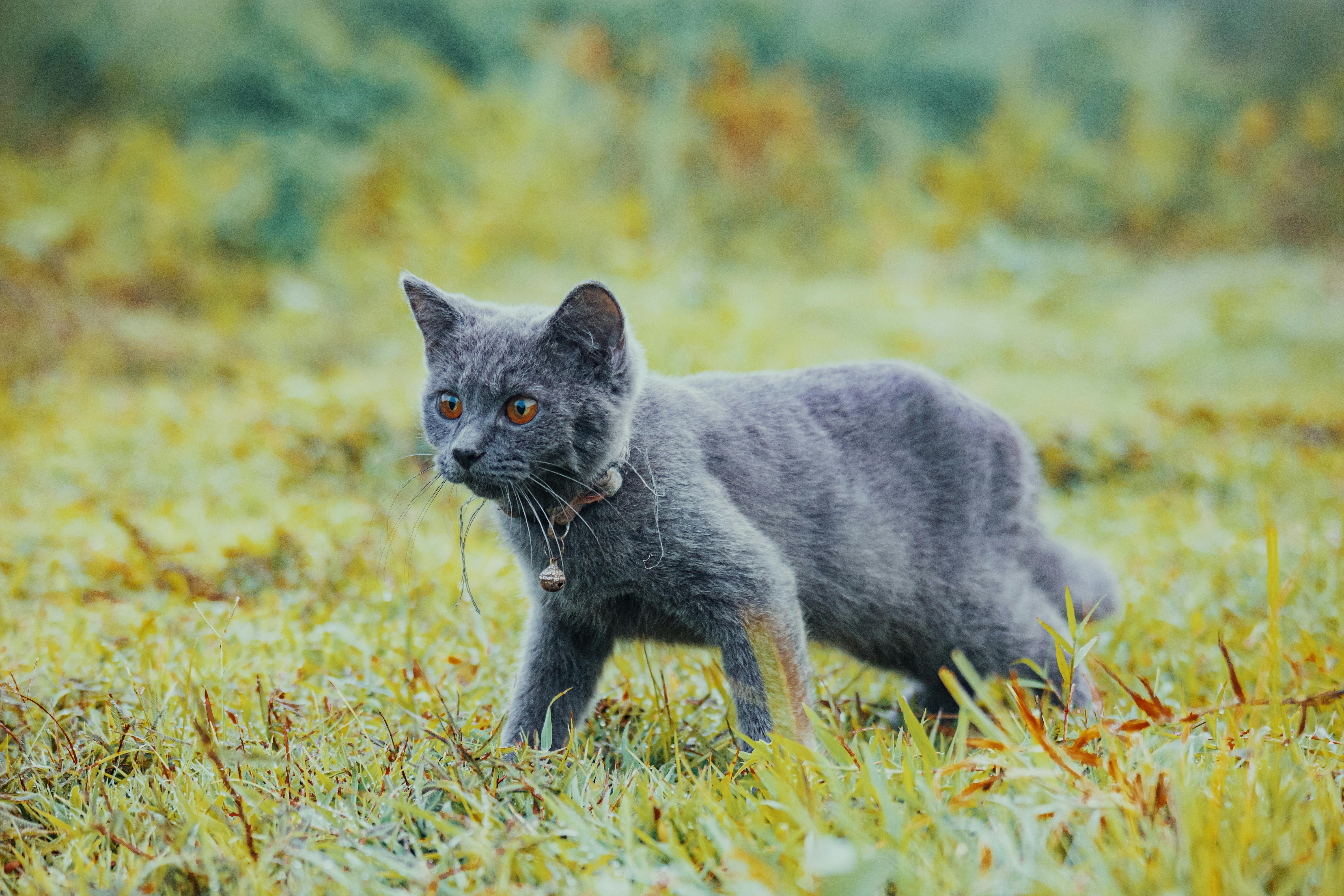 Born Hunters: Exploring the Science Behind Feline Predatory Instincts