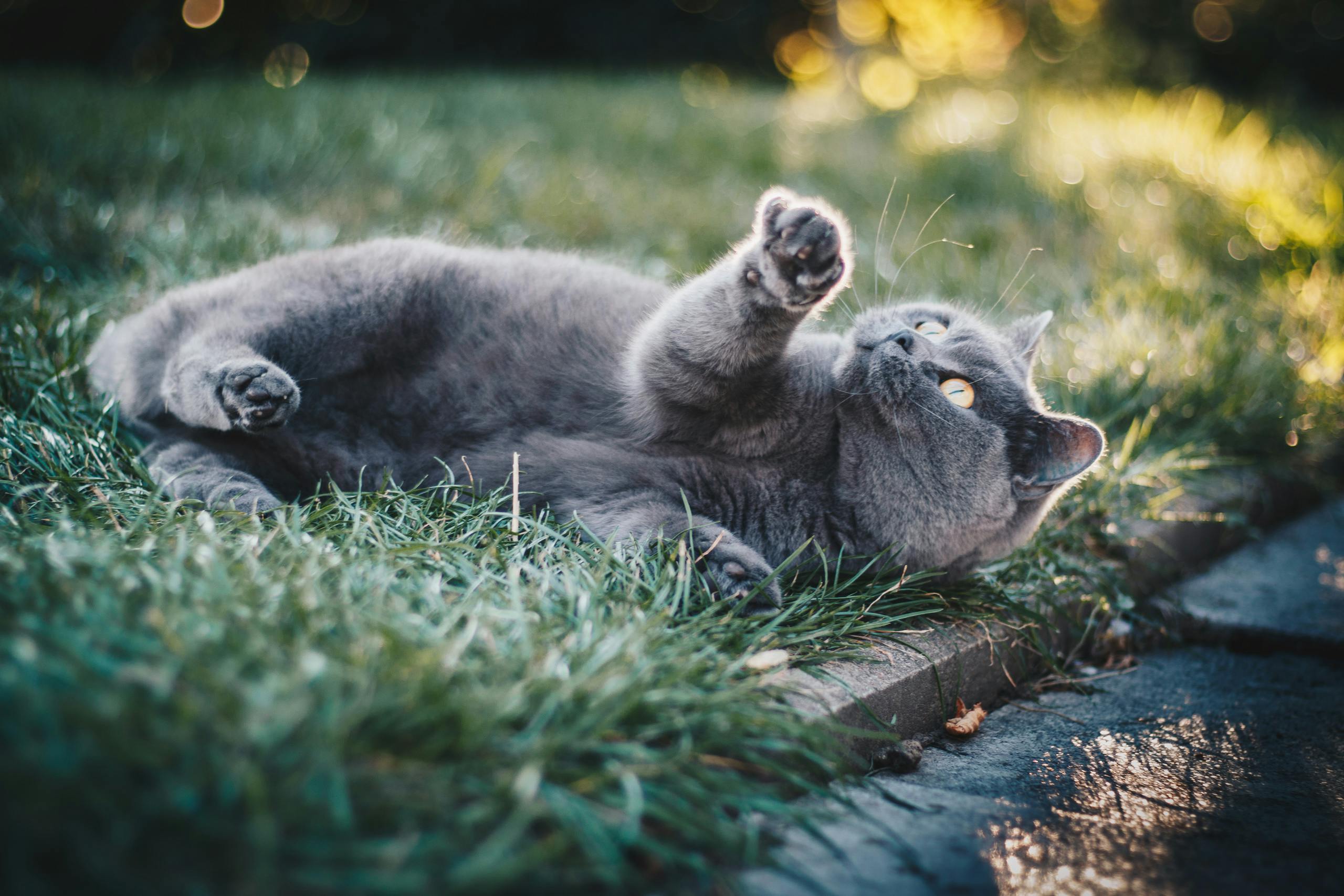 Catnip Craze: Decoding the Allure of this Herb for Felines