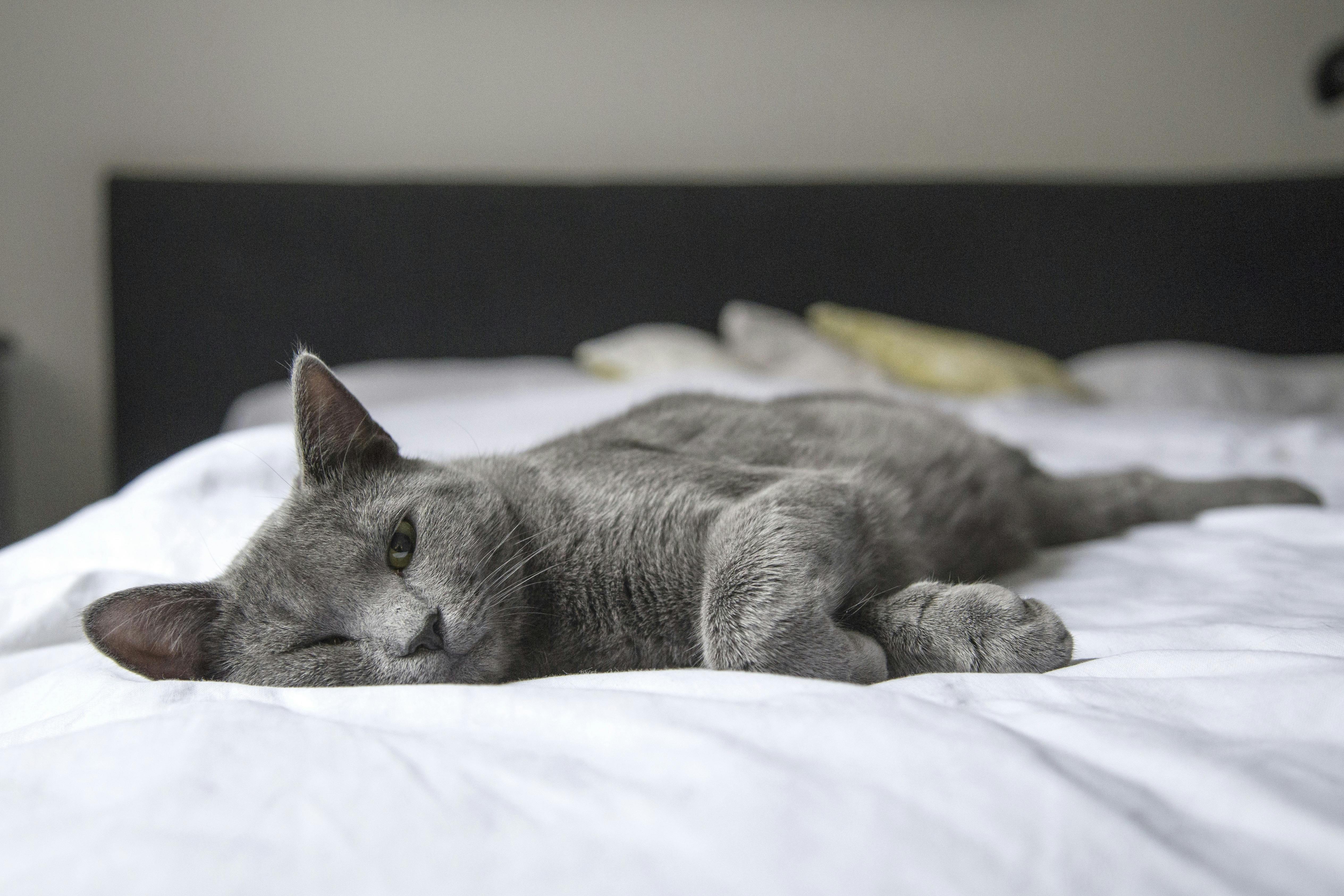 Top 10 Signs Your Cat Might Be Sick: A Guide to Spotting Early Health Concerns in Your Feline Friend