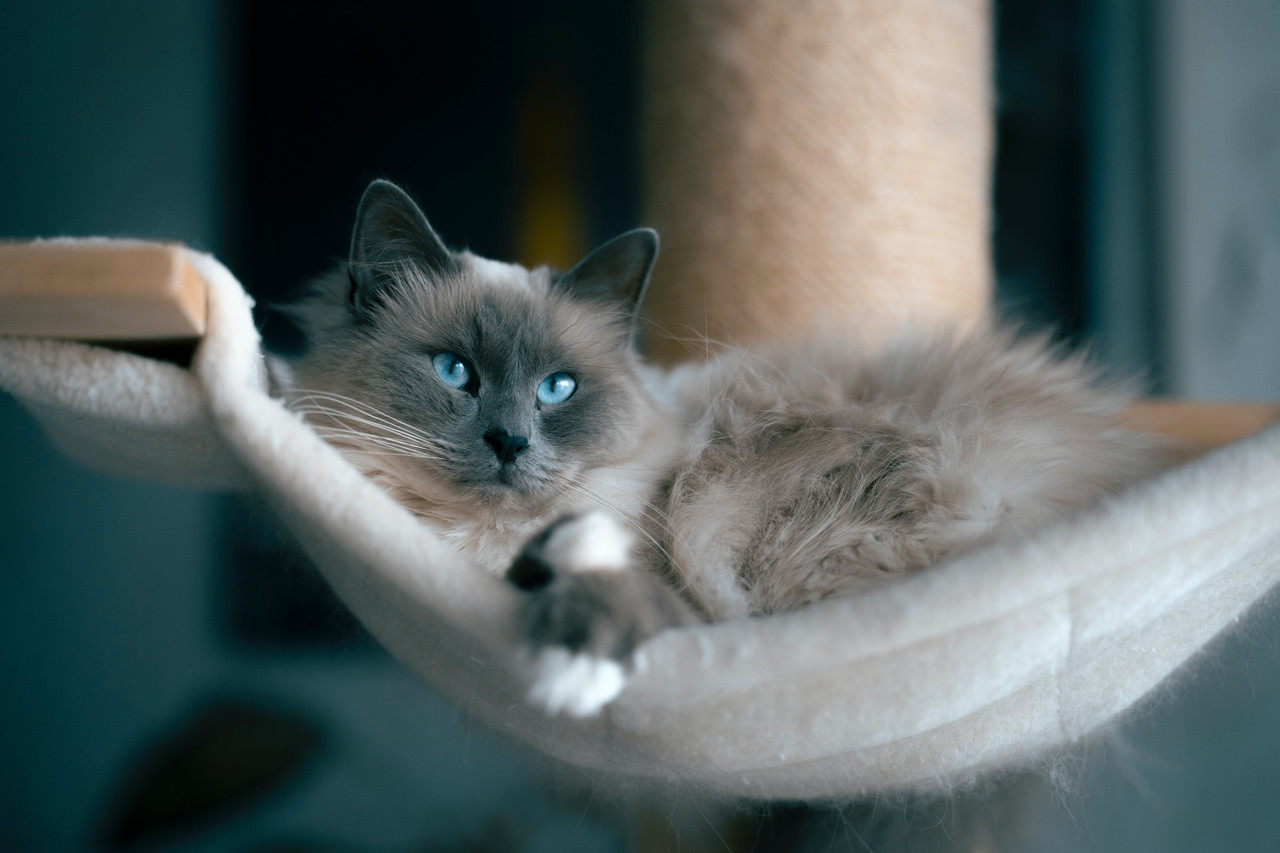 ​The Ultimate Cat Treat: A Luxurious Cat Bed