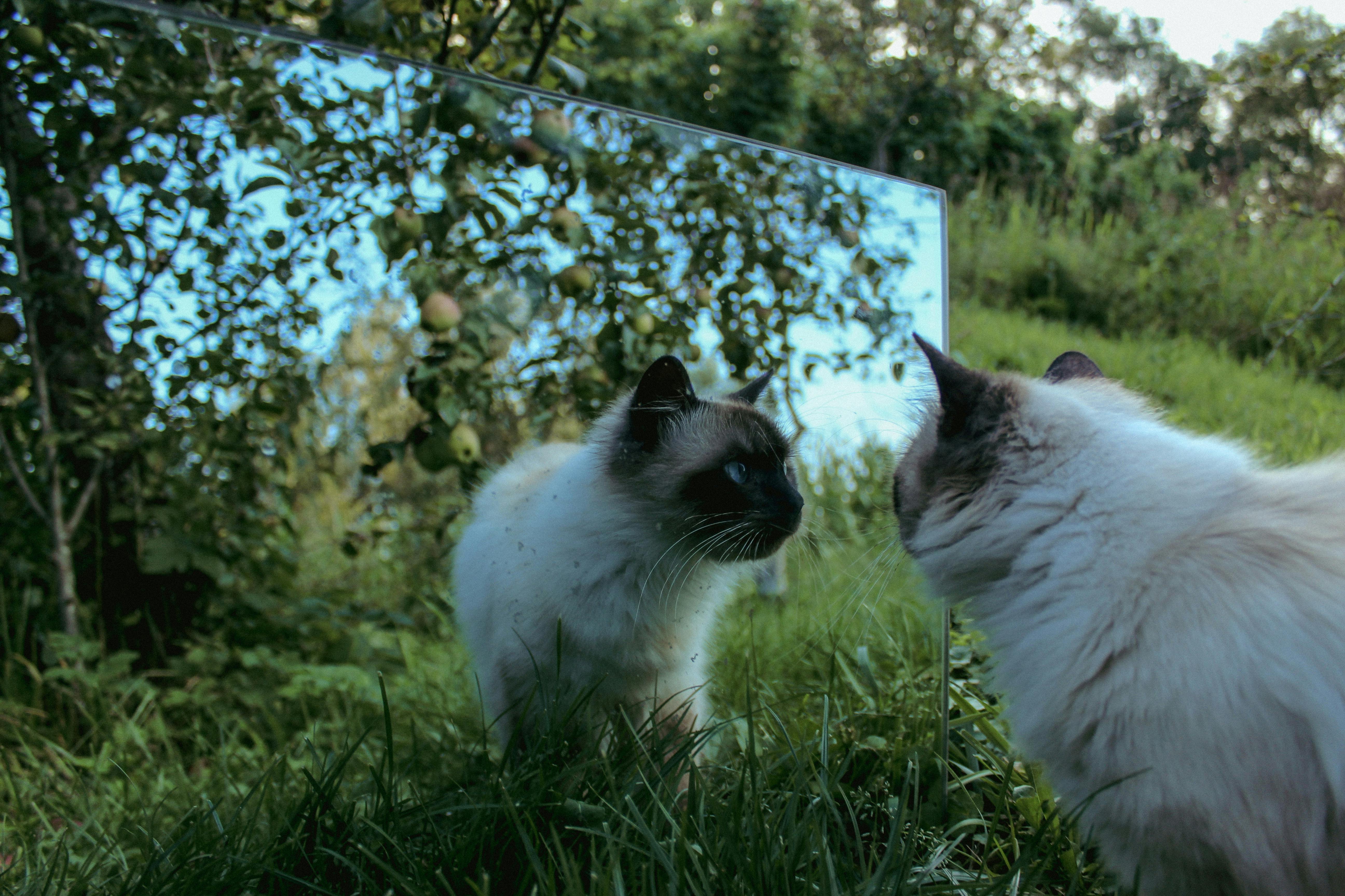 Mirror, Mirror on the Wall: Do Cats Recognize Themselves?