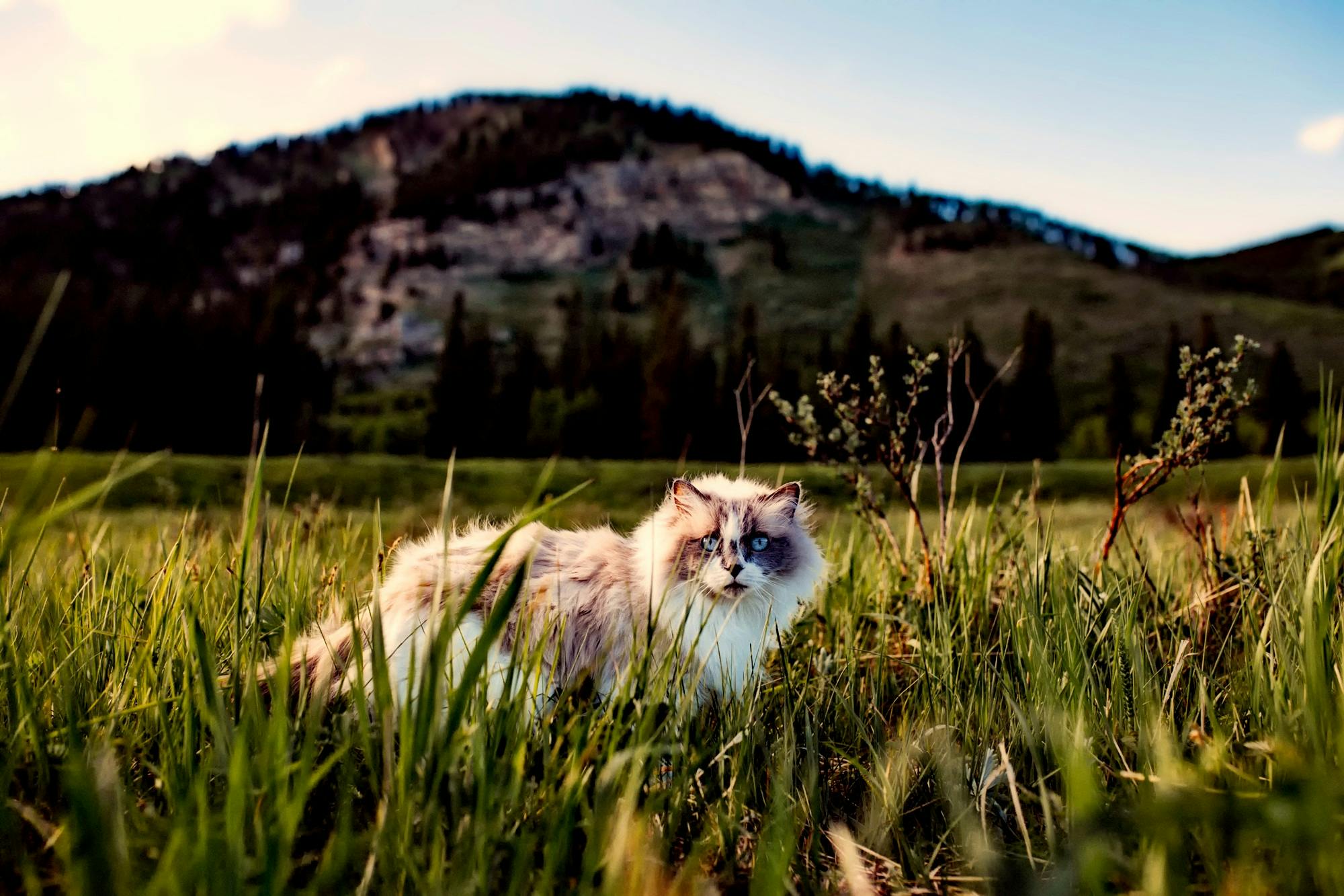 The Call of the Wild: Understanding Feline Independence and the Desire to Roam