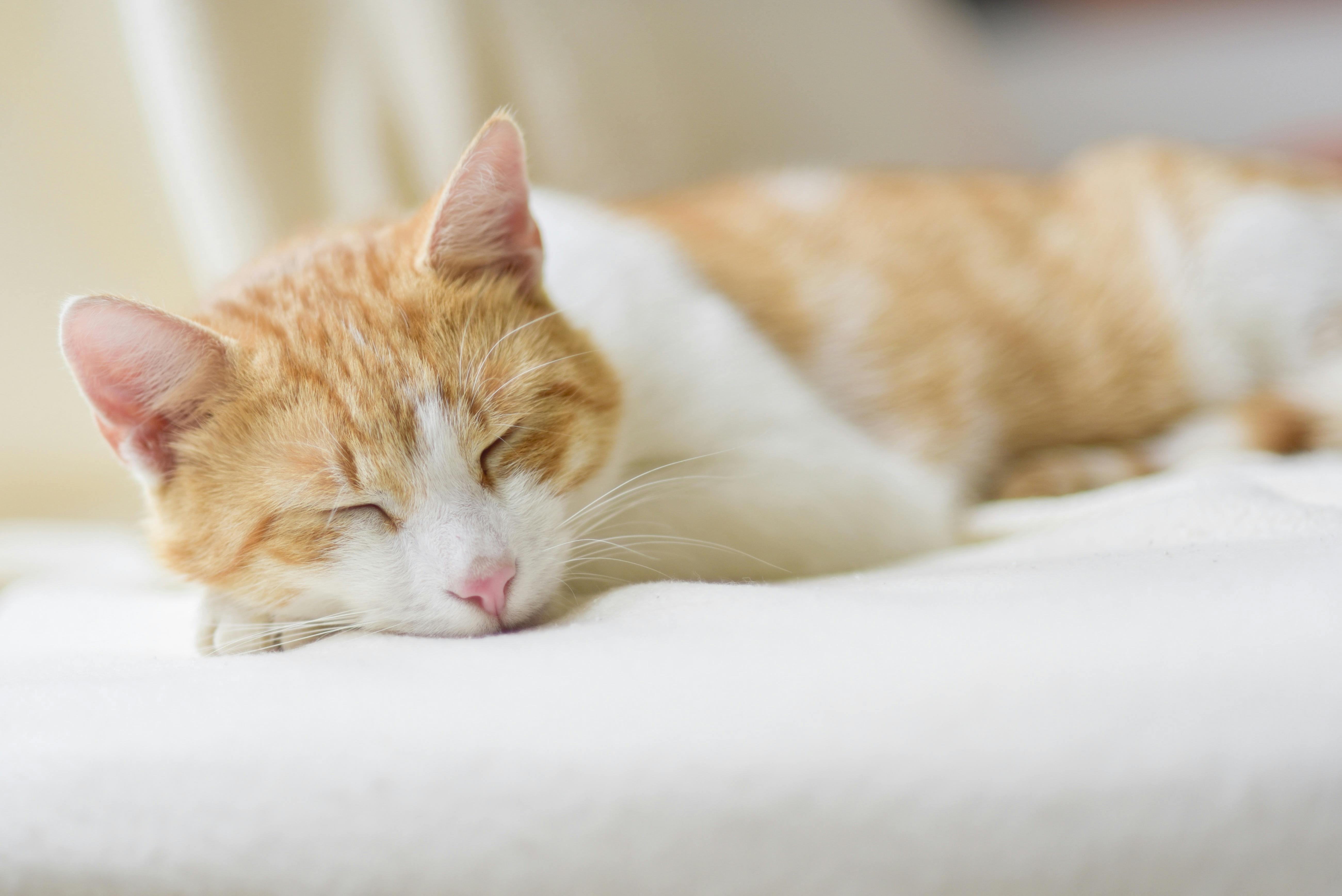 The Purrfect Place to Nap: A Guide to Choosing the Best Cat Bed