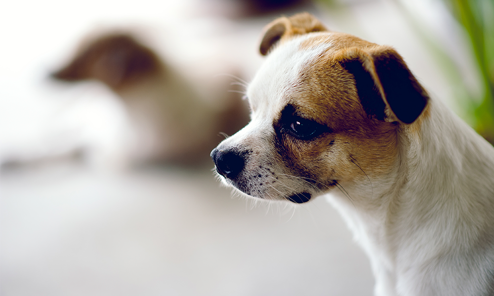 imagen Veterinaria