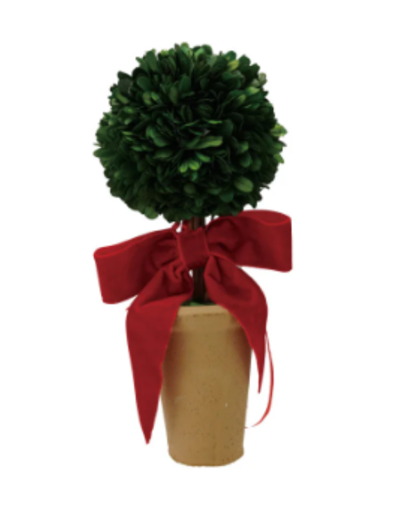11" Boxwood Tree in Terra Pot