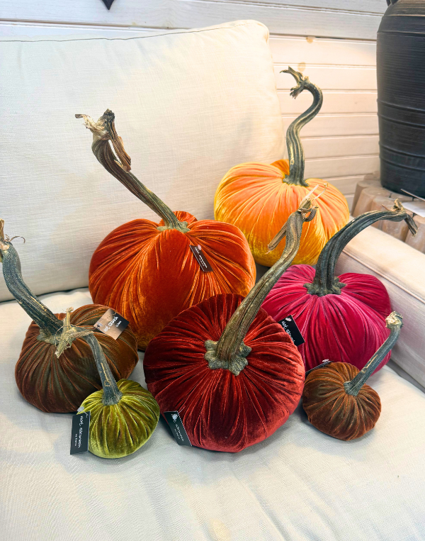 Hot Sqwash 5" Velvet Pumpkin