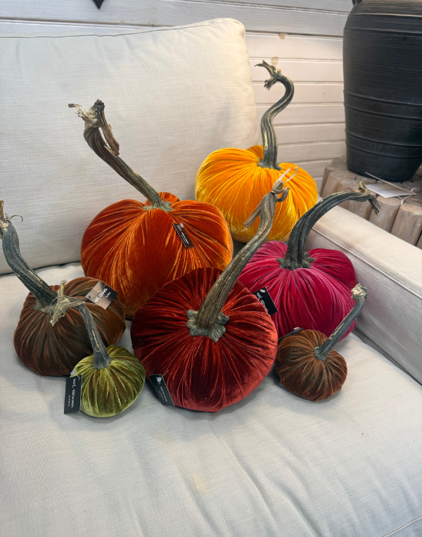 Hot Sqwash Jumbo Velvet Pumpkin