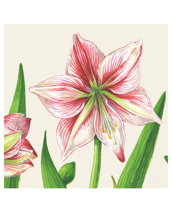 Amaryllis Bloom Cocktail Napkin