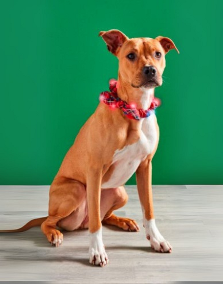 Light Up Dog Collar Light Up Dog Collar