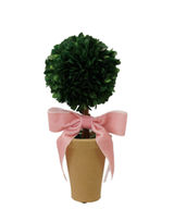 11" Boxwood Tree in Terra Pot