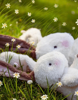 Herby Hare