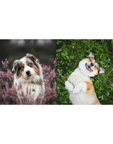 This Book is Literally Just Pictures of Cute Dogs That Will Bring You Joy This Book is Literally Just Pictures of Cute Dogs That Will Bring You Joy