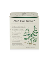 Plant the Box Crushed Mint Candle