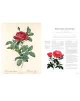 The Rose: The History of the World's Favorite Flower