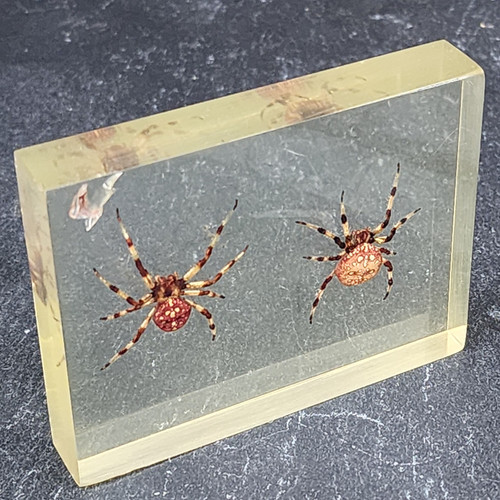 Vintage Spider Scientific Specimen Lucite Resin Encased Spiders Arachnid Sample