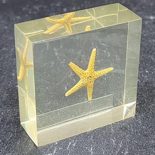 Vintage Star Fish Scientific Specimen Lucite Resin Encased Starfish Sample