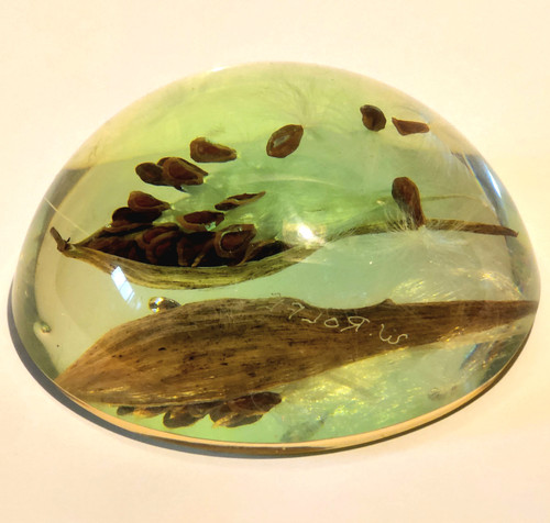 Vintage W. Rolf Milkweed Seed Pod Encased Acrylic Lucite Paperweight Dome